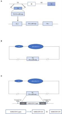 Construction and Immunogenicity of a Recombinant Pseudorabies Virus Expressing SARS-CoV-2-S and SARS-CoV-2-N